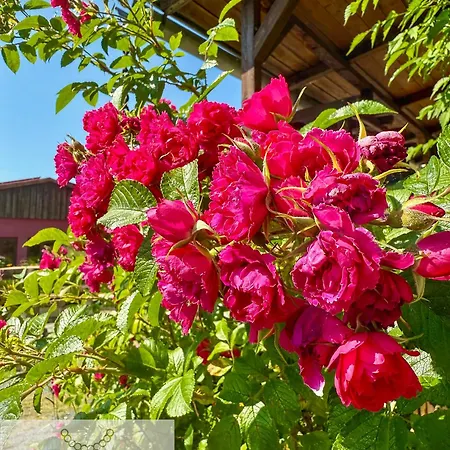 Wohnperle Meusegast Ferienhaus *